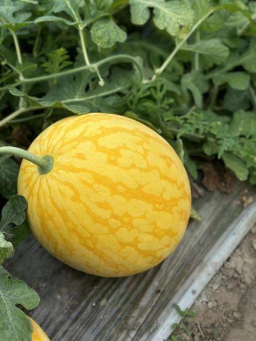 浙江校园吃瓜网,揭秘校园热点事件，带你领略青春风采